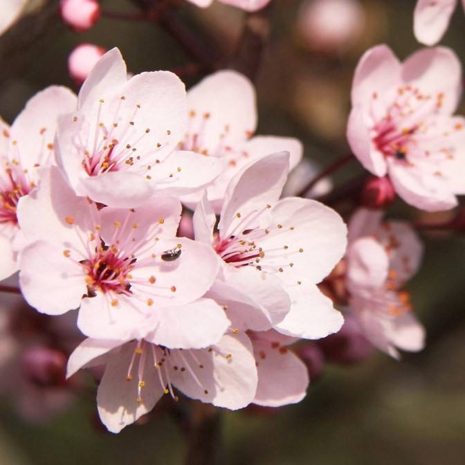 Canada plum (Prunus nigra) plant