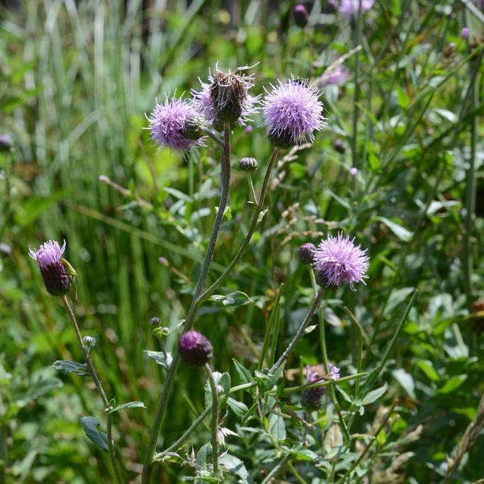 Canada Thistle (Cirsium arvense) plant