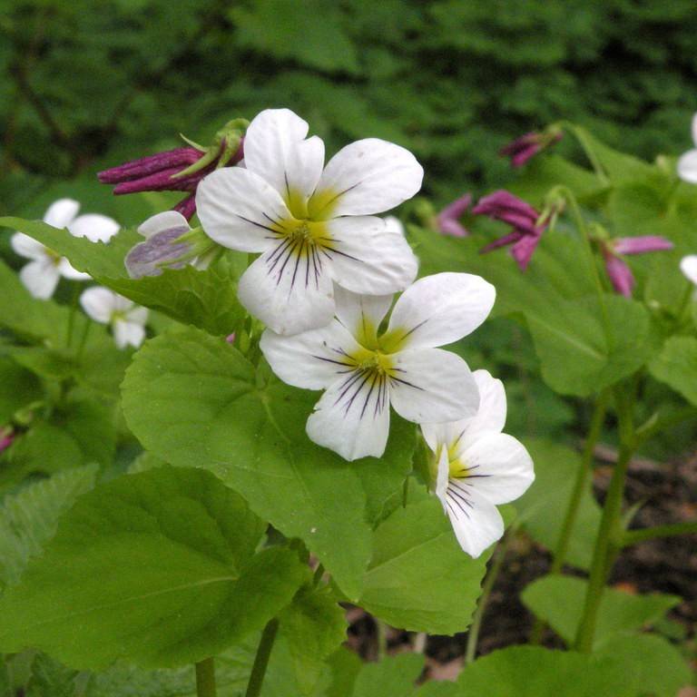 Canada violet (Viola canadensis) plant