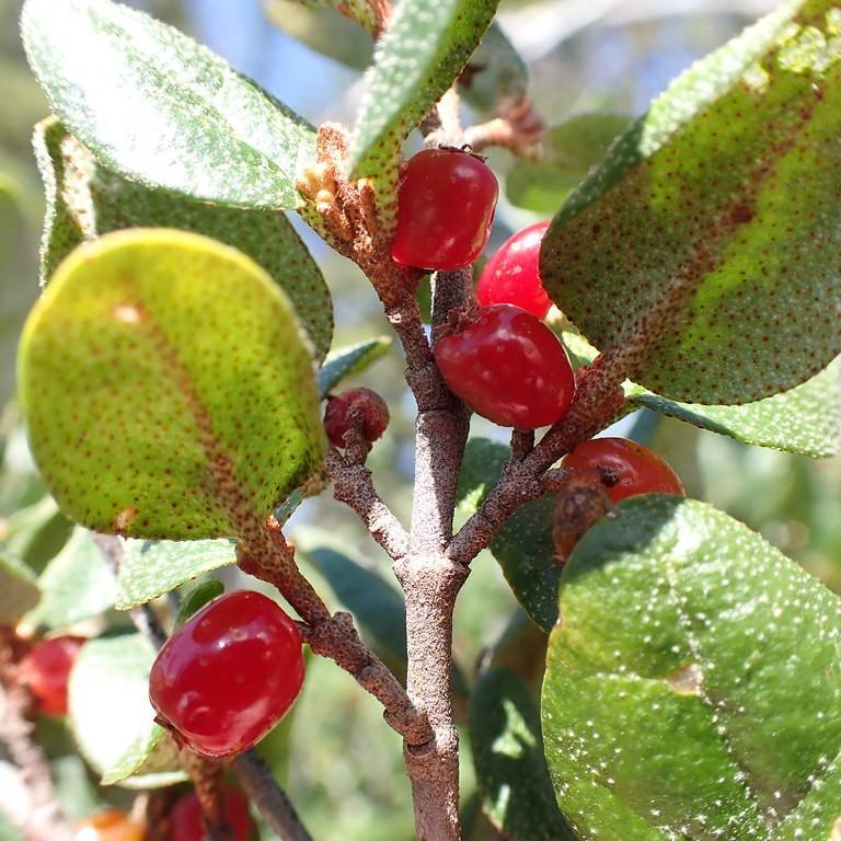 Canadian Buffaloberry (Shepherdia canadensis) plant
