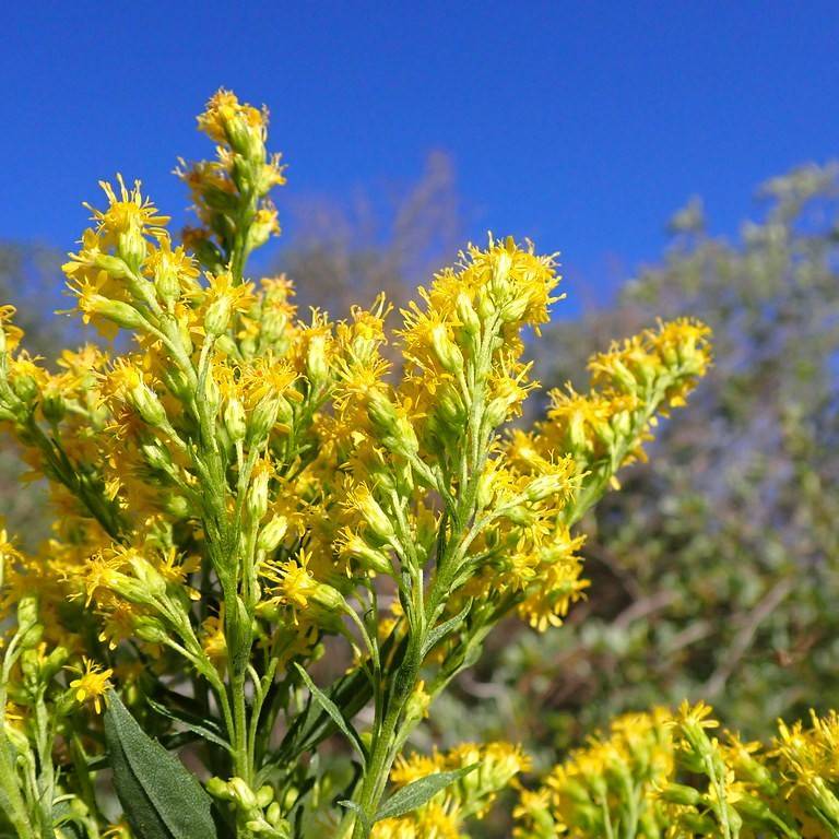 Canadian goldenrod (Solidago canadensis) plant