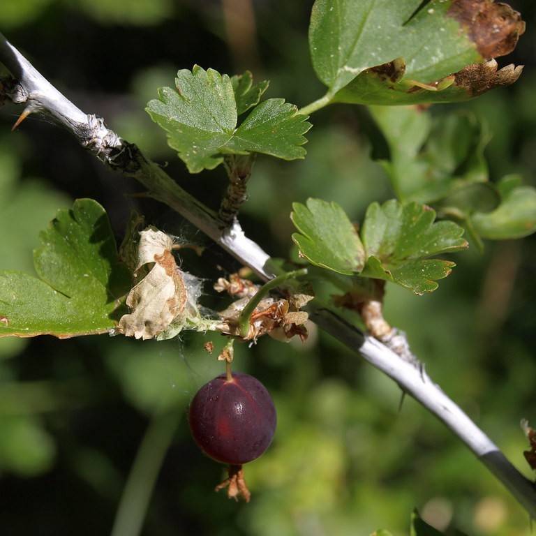 Canadian Gooseberry (Ribes oxyacanthoides) plant