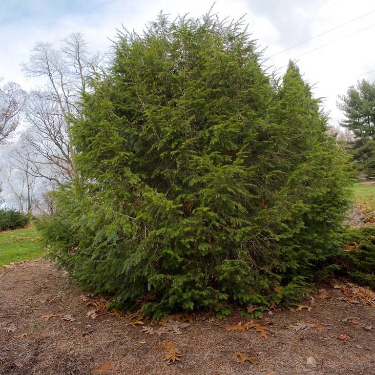 Canadian hemlock (Tsuga canadensis 'White Fountain') plant