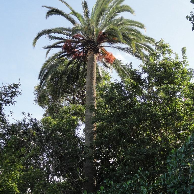 Canary Island date palm (Phoenix canariensis) plant