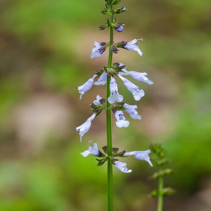 cancer weed (Salvia lyrata) plant