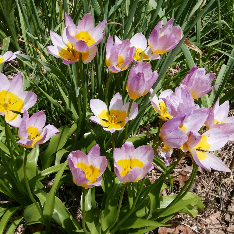 candia tulip (Tulipa saxatilis) plant