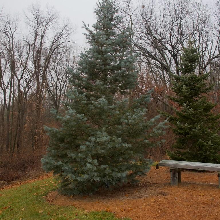 Candicans White Fir (Abies concolor 'Candicans') plant — close-up photo