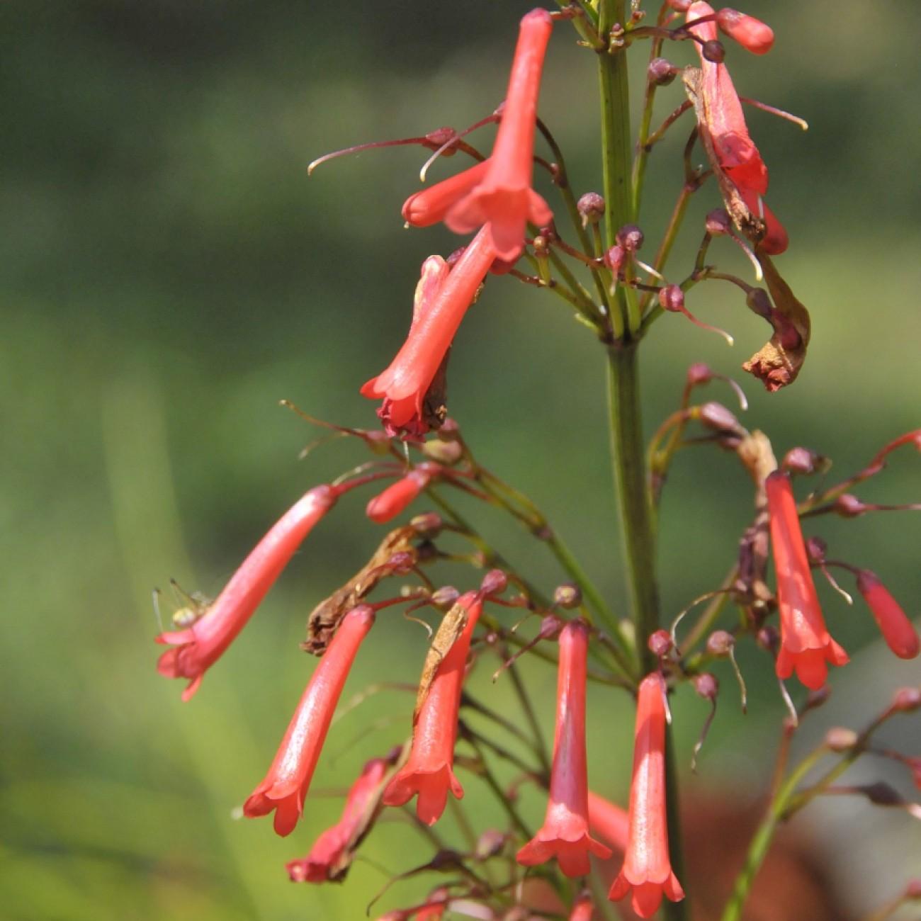cape fuchsia (Phygelius x rectus) plant