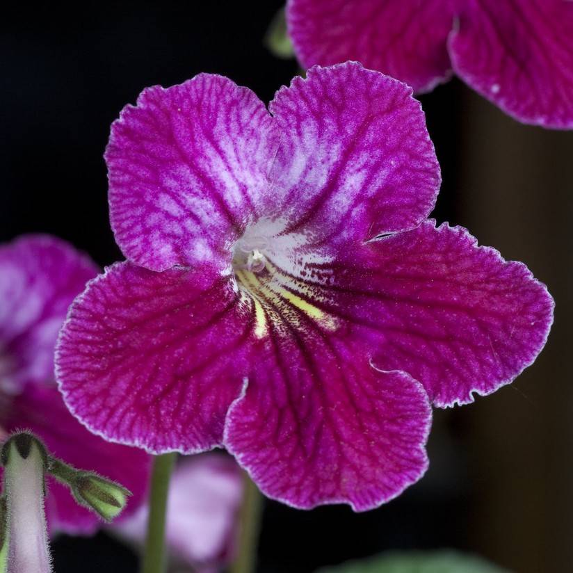 cape primrose (Streptocarpus x hybridus) plant