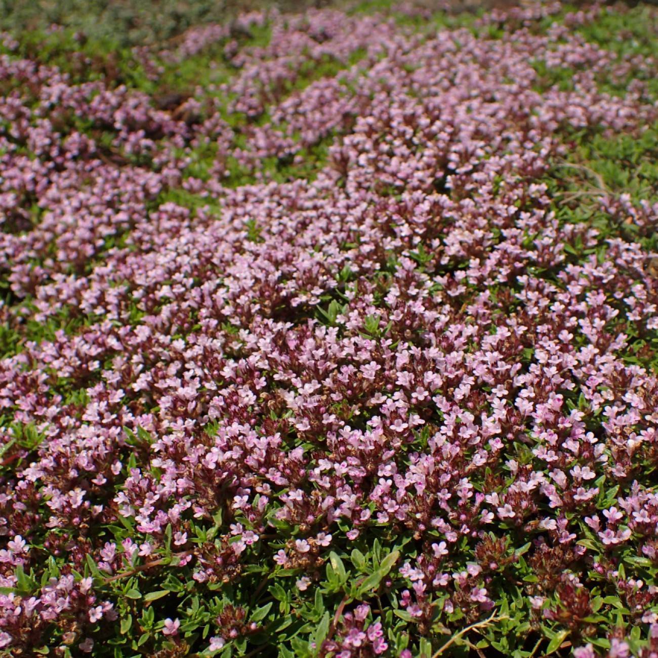 caraway thyme (Thymus herba-barona) plant