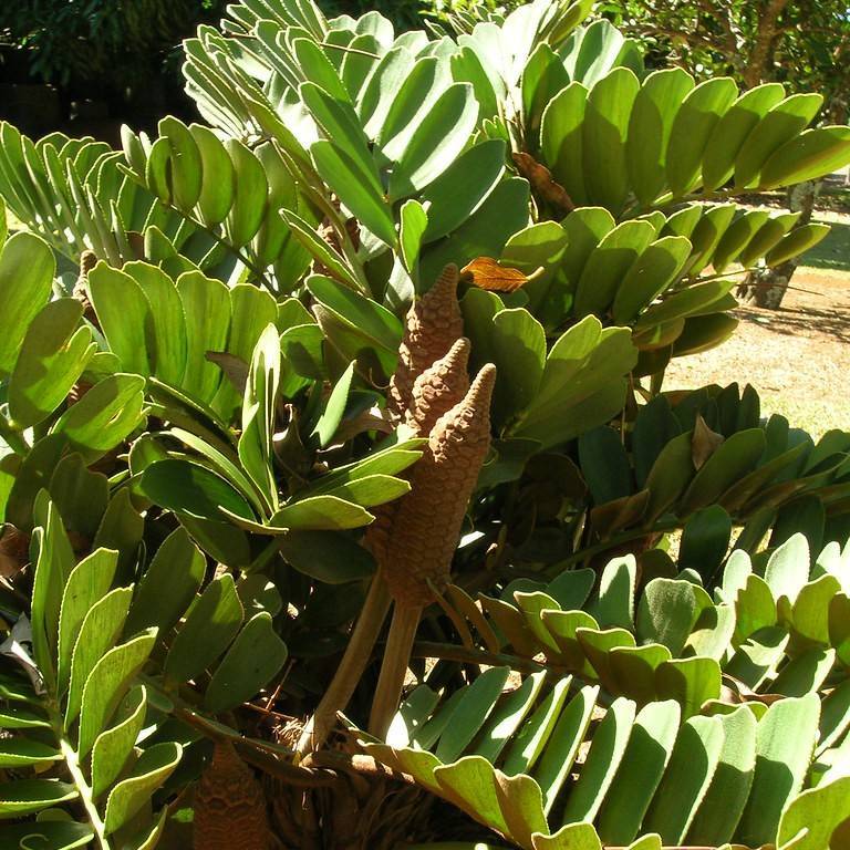 cardboard palm (Zamia furfuracea) plant
