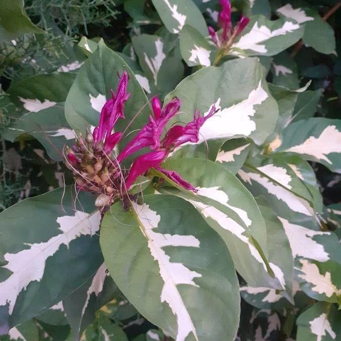 caricature plant (Graptophyllum pictum) plant