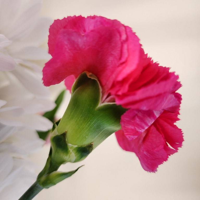 carnation (Dianthus 'Valda Kitty' DEVON COTTAGE RUBY'S TUESDAY) plant — close-up photo