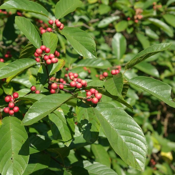Carolina buckthorn (Frangula caroliniana) plant