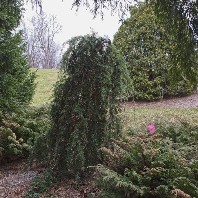 Carolina hemlock (Tsuga caroliniana) plant