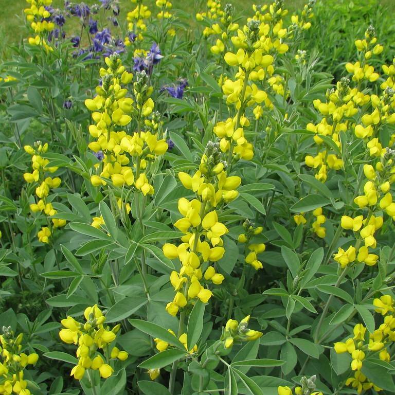 Carolina lupine (Thermopsis villosa) plant