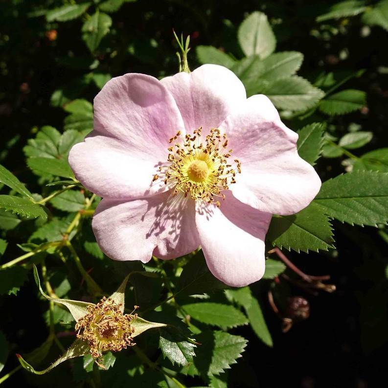 Carolina rose (Rosa carolina) plant
