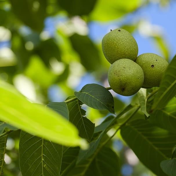 Carpathian English Walnut (Juglans regia 'Carpathian') plant — close-up photo