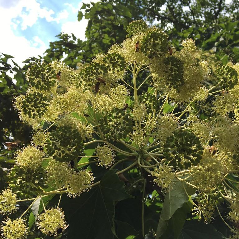 castor aralia (Kalopanax septemlobus) plant