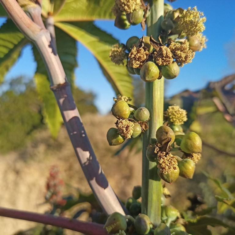 castor bean (Ricinus communis) plant