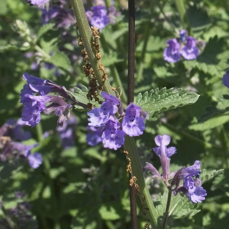 cat mint (Nepeta racemosa) plant