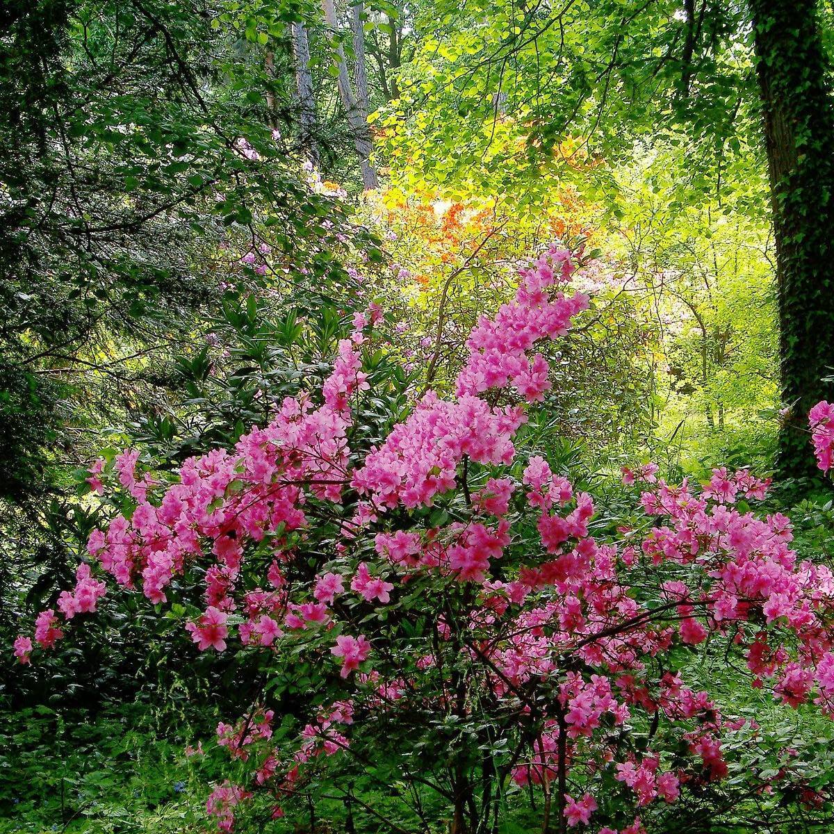catawba rhododendron (Rhododendron catawbiense 'Roseum Superbum') plant