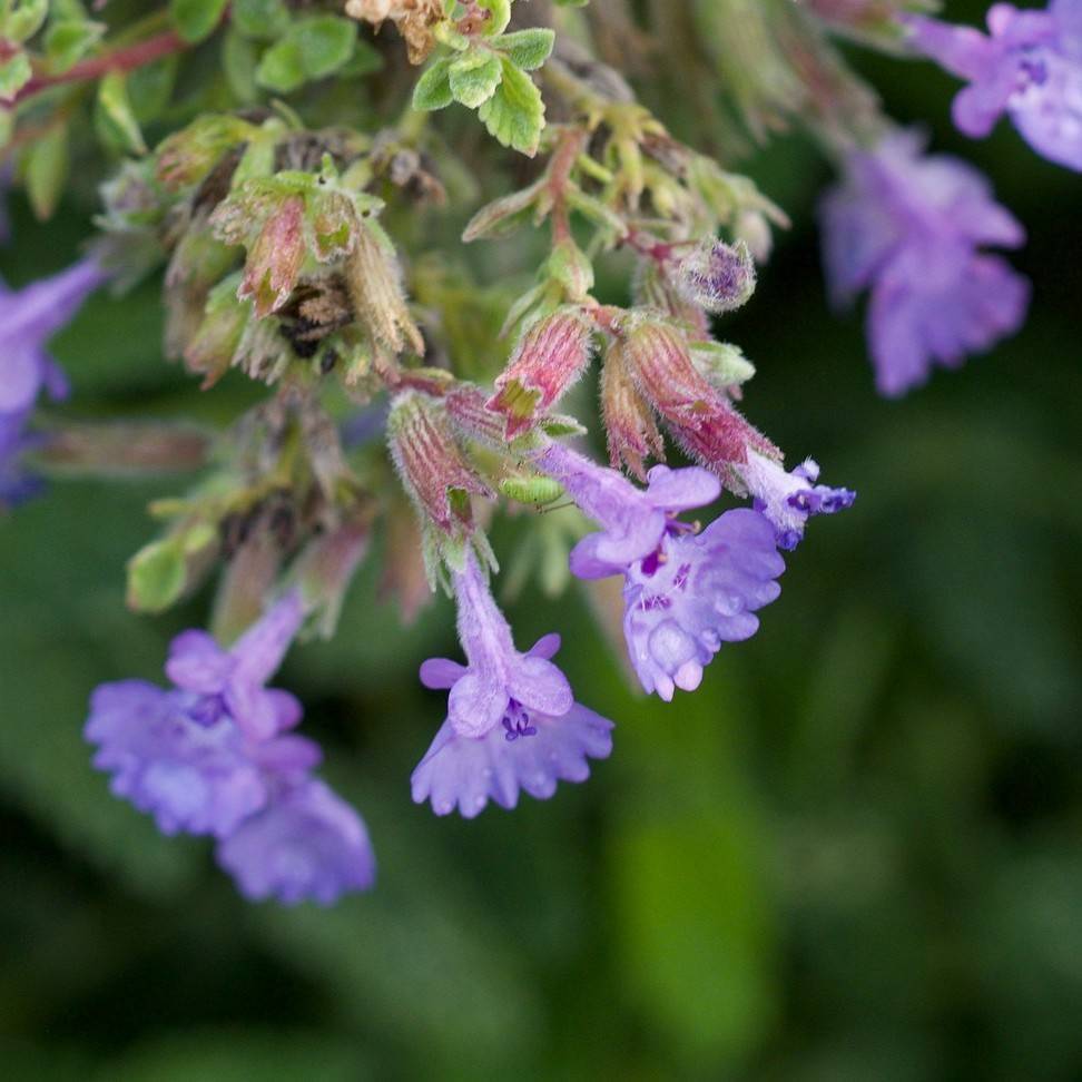 catmint (Nepeta racemosa 'Walker's Low') plant
