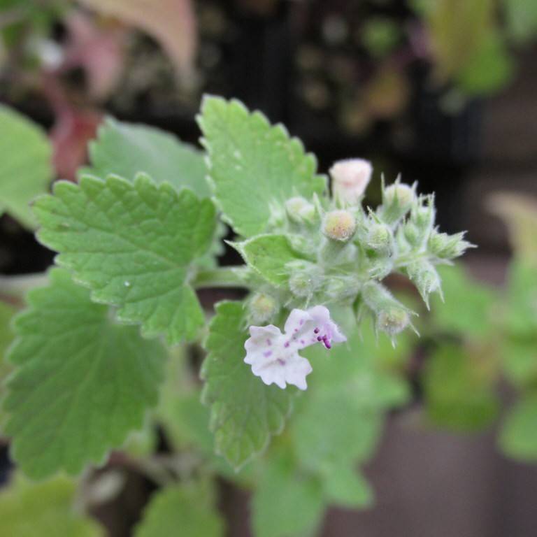 catnip (Nepeta cataria) plant