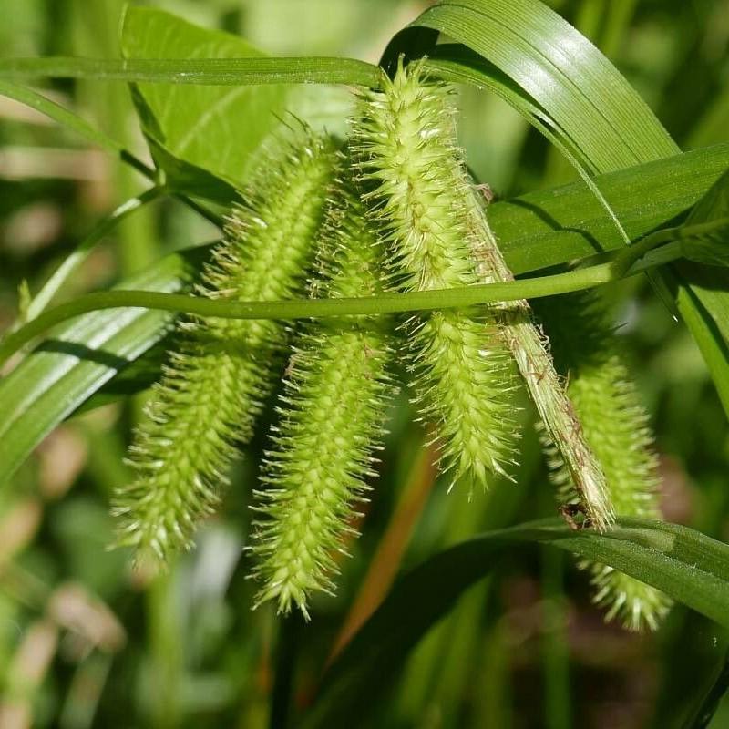 Cattail Sedge (Carex typhina) plant