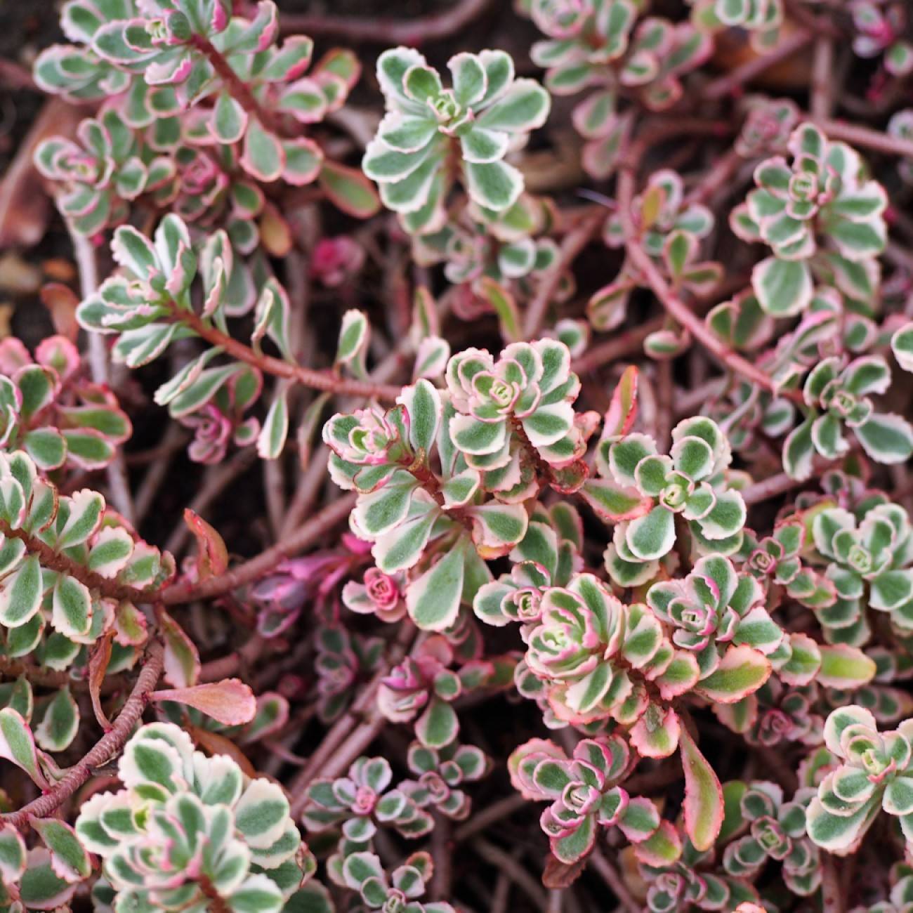 Caucasian stonecrop (Sedum spurium 'Tricolor') plant