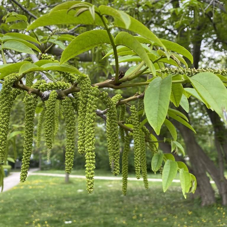Caucasian wingnut (Pterocarya fraxinifolia) plant