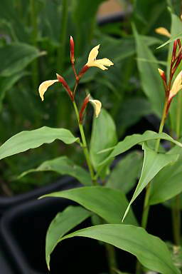 cautleya (Cautleya gracilis) plant