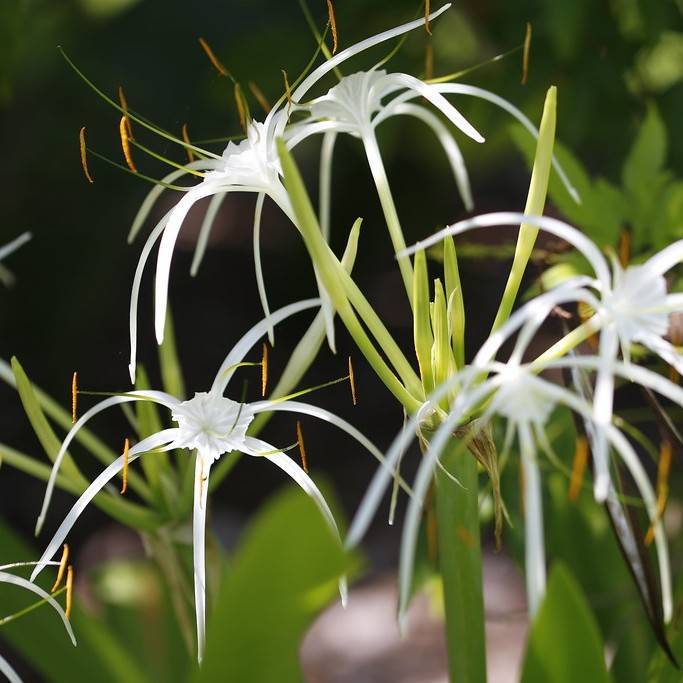 Cayman Islands spider-lily (Hymenocallis latifolia) plant