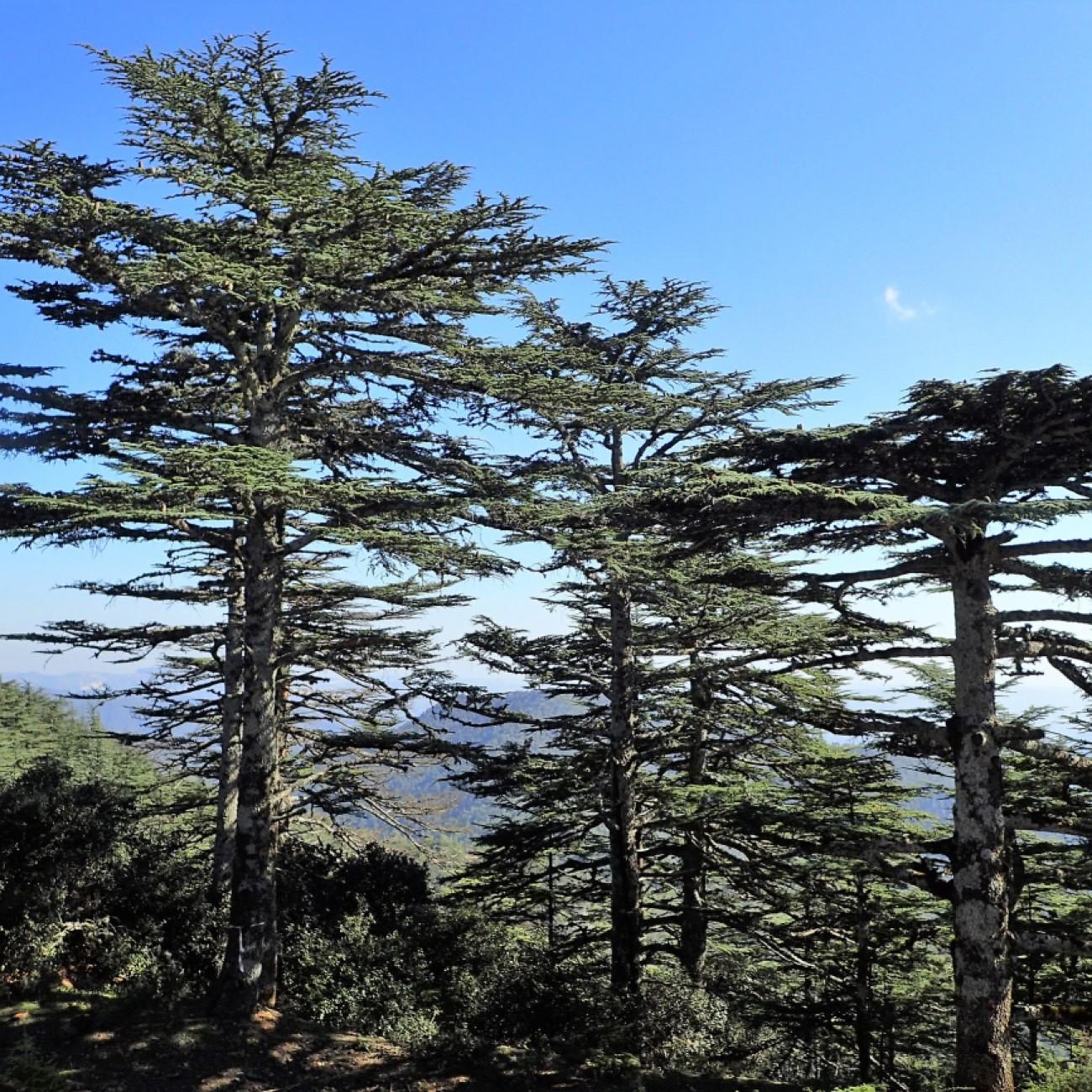 cedar of Lebanon (Cedrus libani 'Sargentii') plant — close-up photo