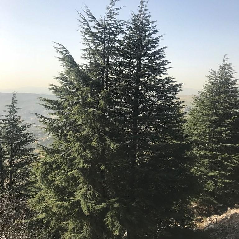 Cedar of Lebanon (Cedrus libani) plant — close-up photo