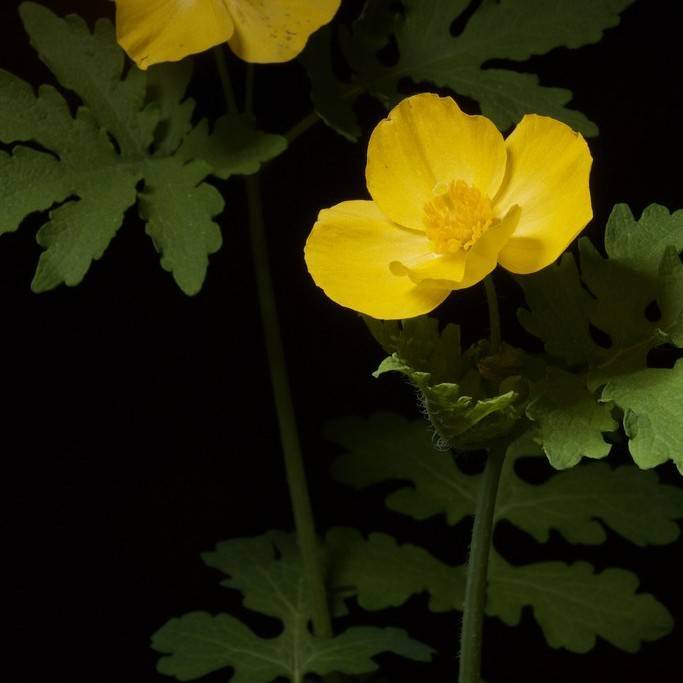 celandine poppy (Stylophorum diphyllum) plant