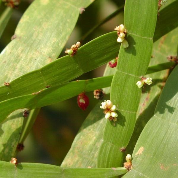 centipede plant (Muehlenbeckia platyclada) plant