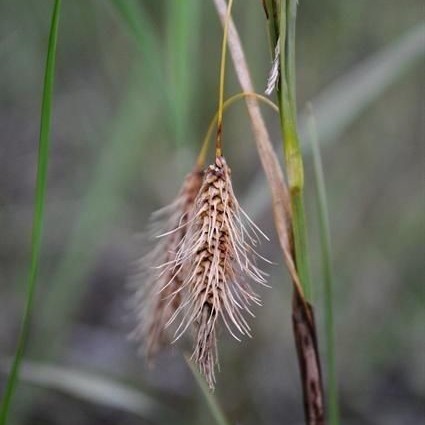 Chaffy Sedge (Carex paleacea) plant