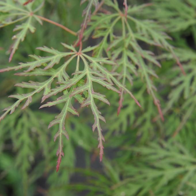 Chantilly Lace Japanese Maple (Acer palmatum 'Chantilly Lace') plant — close-up photo