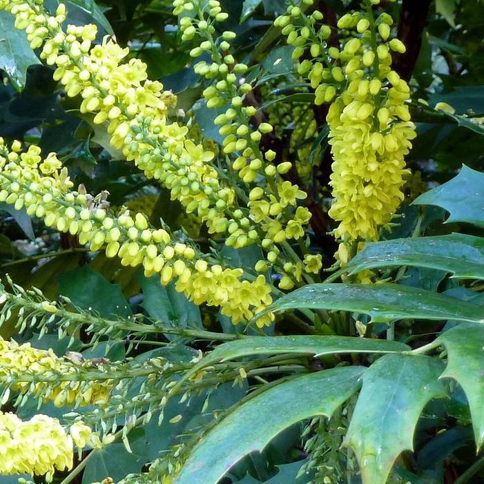 charity mahonia (Mahonia x media 'Charity') plant