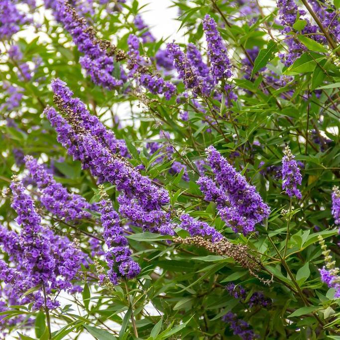 chastetree (Vitex agnus-castus 'Shoal Creek') plant