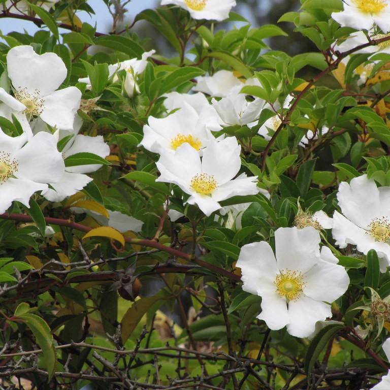 Cherokee rose (Rosa laevigata) plant
