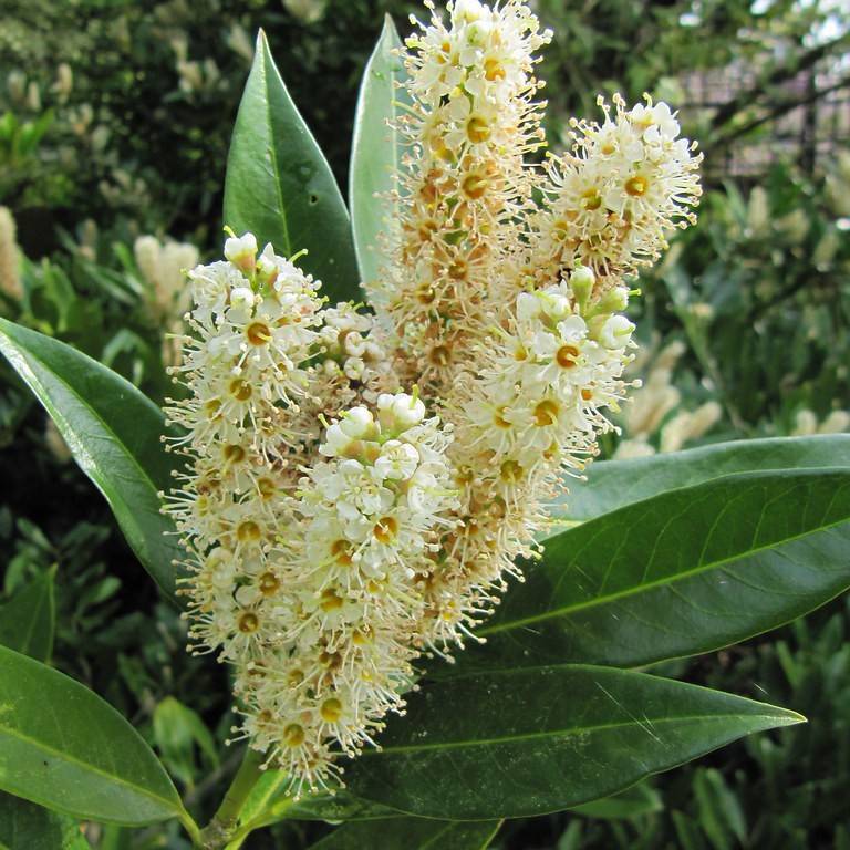 cherry laurel (Prunus laurocerasus 'Otto Luyken') plant