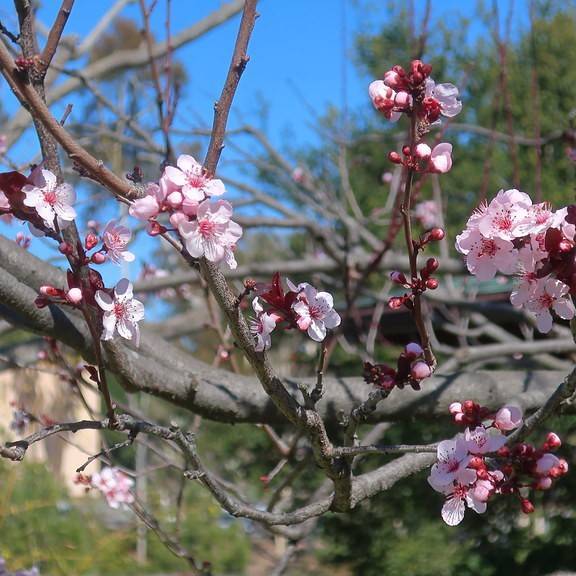 cherry plum (Prunus cerasifera 'Thundercloud') plant