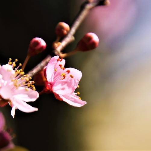 cherry (Prunus 'First Lady') plant