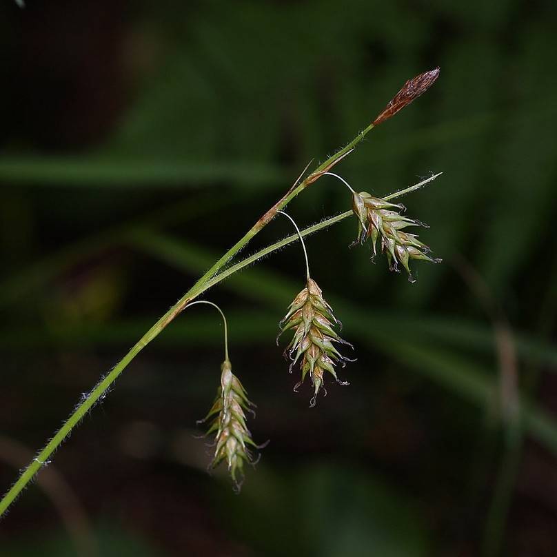 Chestnut Colored Sedge (Carex castanea) plant