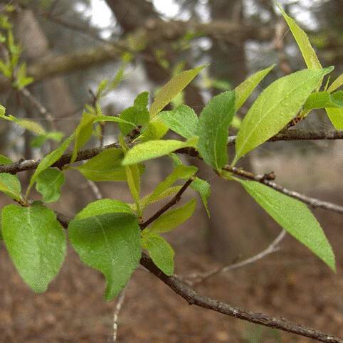 chickasaw plum (Prunus angustifolia) plant