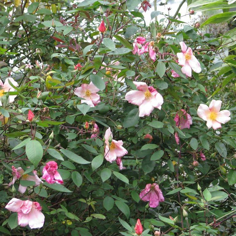 China rose (Rosa 'Mutabilis') plant