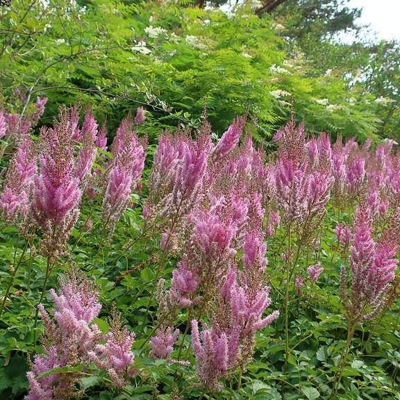 Chinese astilbe (Astilbe chinensis var. taquetii 'Superba') plant — close-up photo