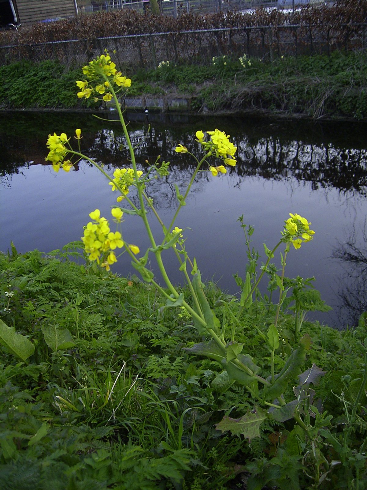 Chinese cabbage (Brassica rapa (Pekinensis Group)) plant — close-up photo
